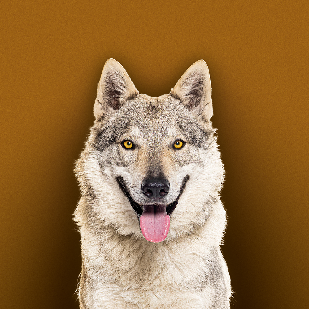 Dieta WAHYA® Hayfield Prey